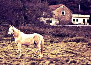 cheval