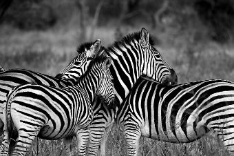 zebre