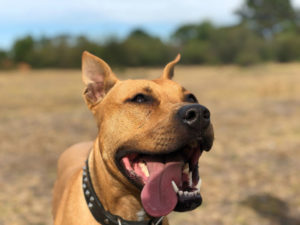 Un chien content de se promener à la campagne