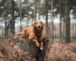 Un chien heureux en pleine forêt