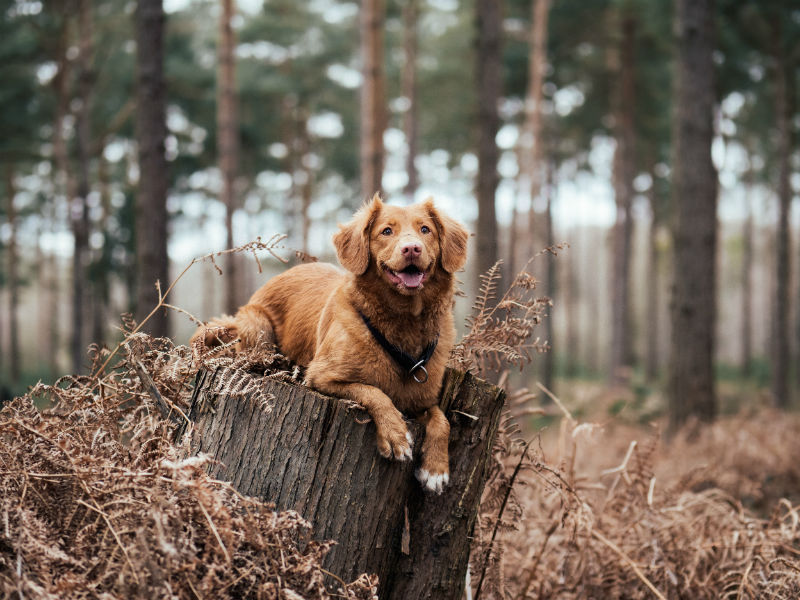 Un chien heureux en pleine forêt