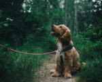 cocker spaniel anglais en laisse dans la forêt