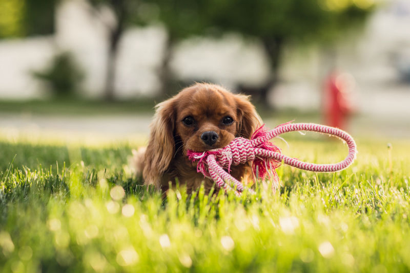 un chiot dans l'herbe qui attend pour se promener avec sa laisse dans la gueule