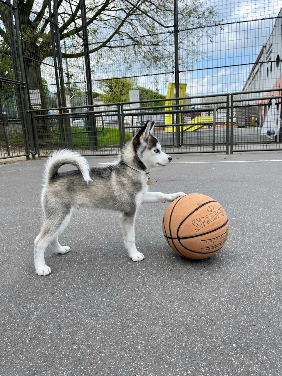 Chien Pomsky avec une ballon de basket