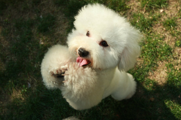 bichon