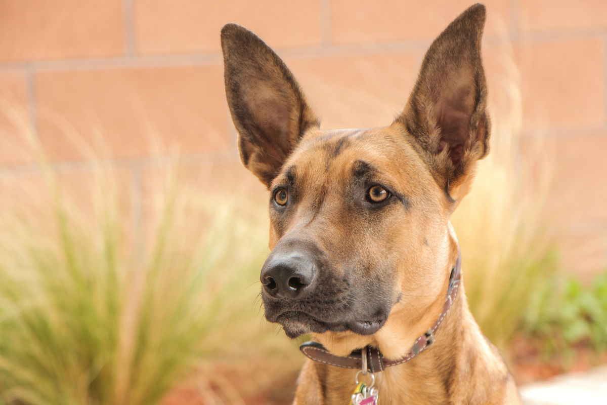 berger malinois