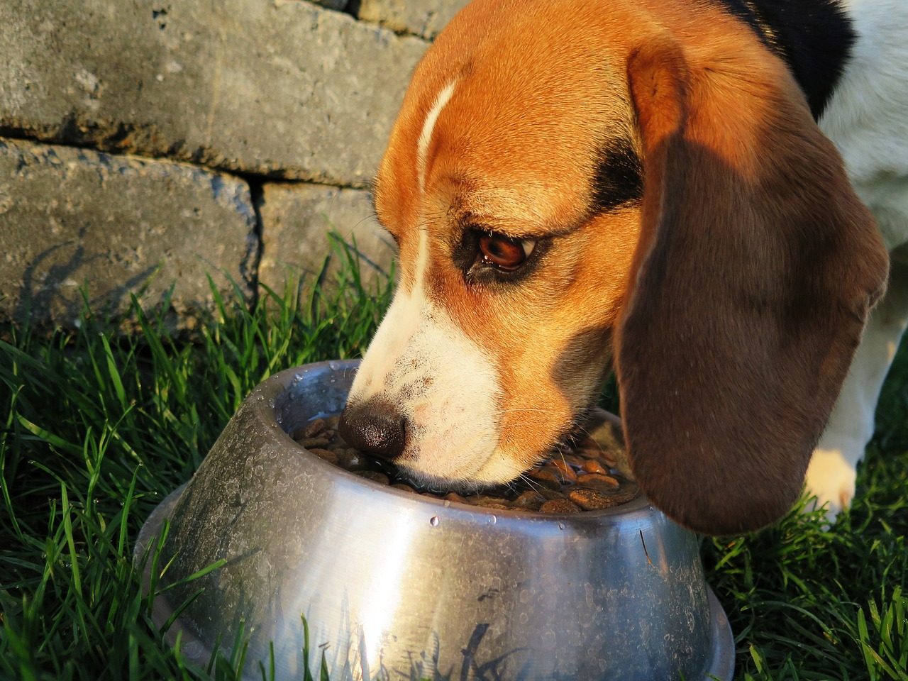 Comment choisir le bon aliment pour son chien ?
