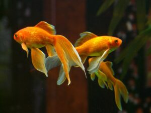 Des poissons rouges