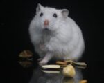 Un hamster domestique