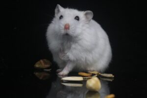 Un hamster domestique