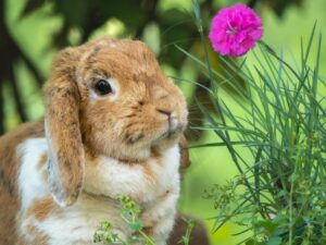 Un lapin domestique