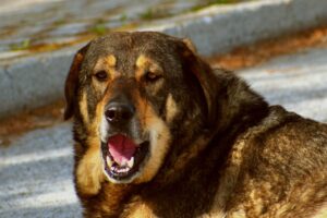 Un chien qui aboie
