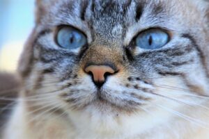 Un chat