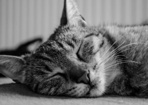 Un animal de compagnie