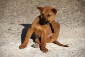 Un chien avec des puces