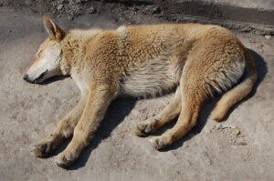 Un chien