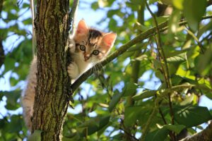 Un chat