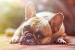 Un chien