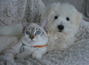 Un chien avec un chat