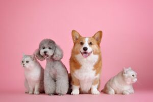 Des animaux de compagnie