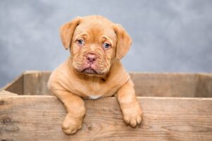 Un chiot