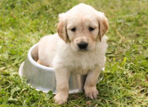 Un chiot