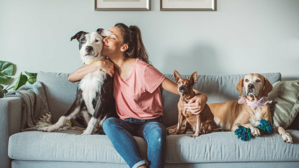 La présence constante des animaux de compagnie