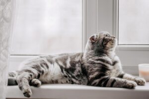 Chat