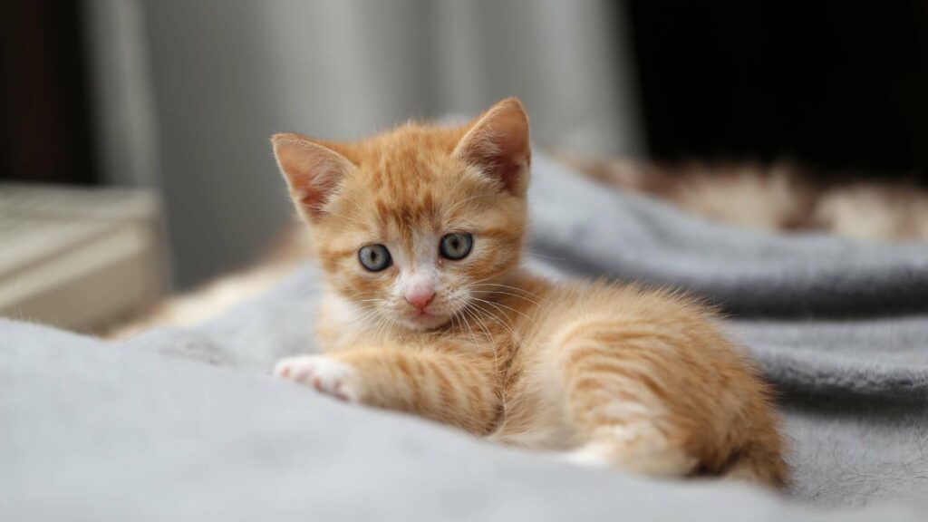 Un chaton dans une maison