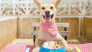 L'alimentation pour chien