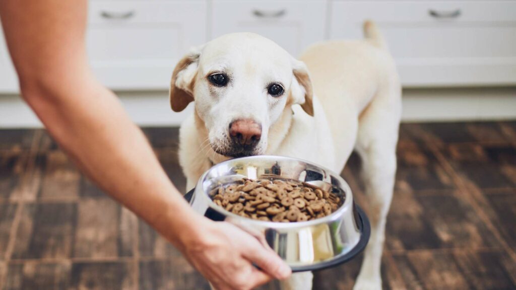 Croquettes pour chien