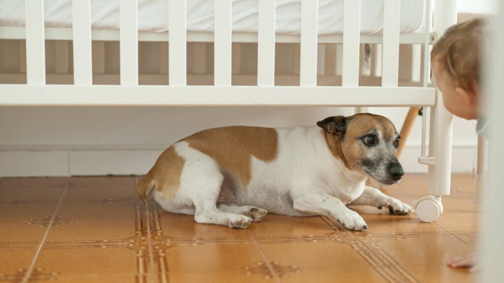 Un chien avec un bébé