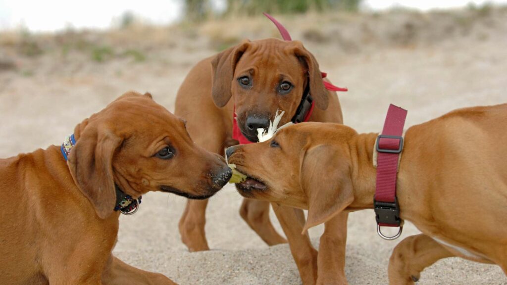 Des chiots qui jouent