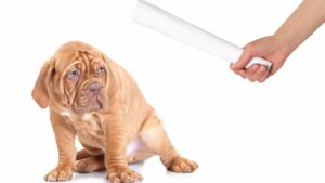 Une punition pour un chiot