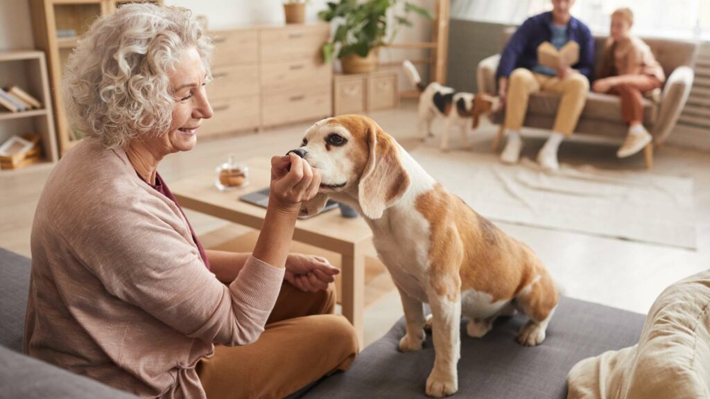 Un chien âgé