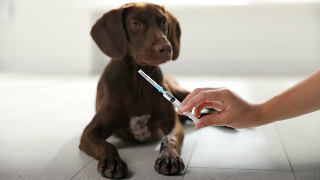 La vaccination pour un animal de compagnie