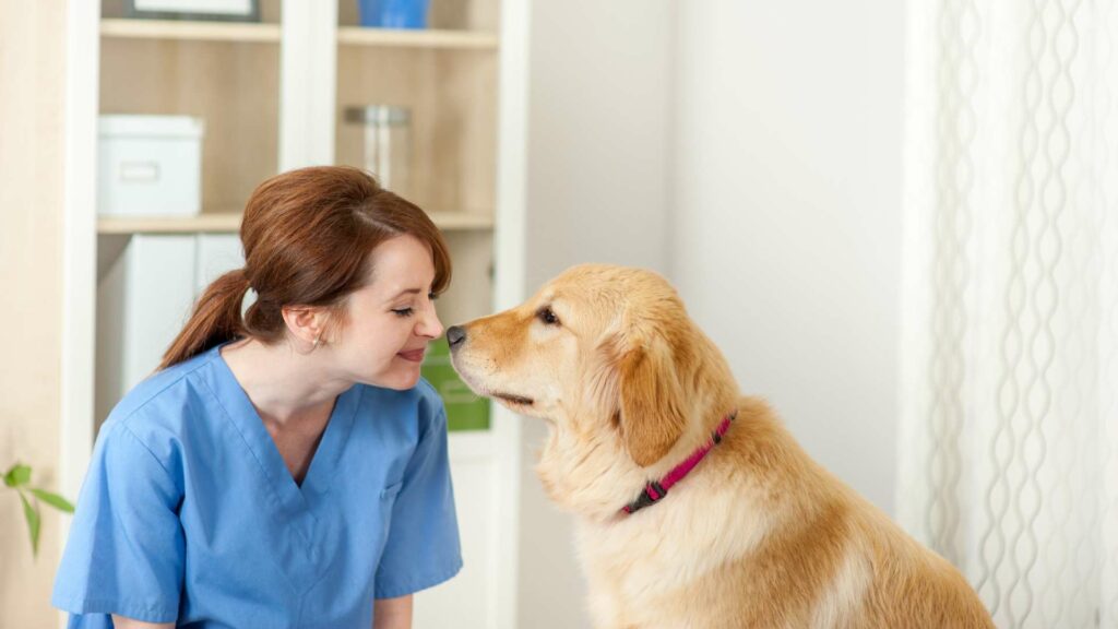 Un chien en surpoids chez le vétérinaire