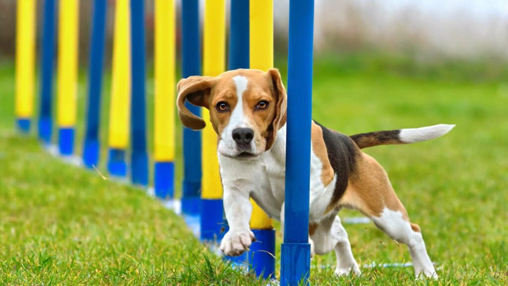 Un exercice physique pour un chien