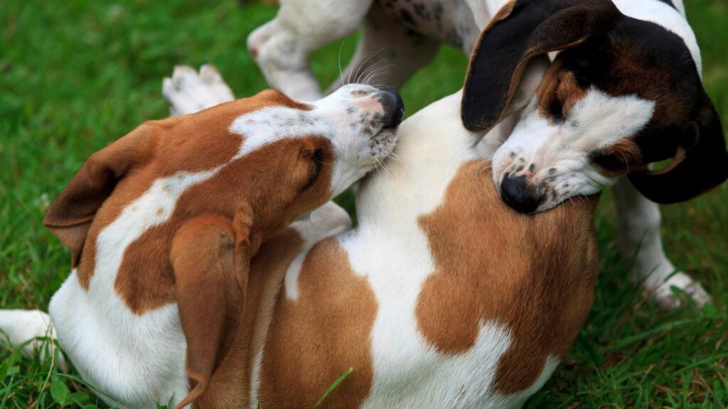 Des chiots qui socialisent