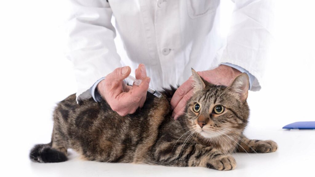 Un vaccin pour chat