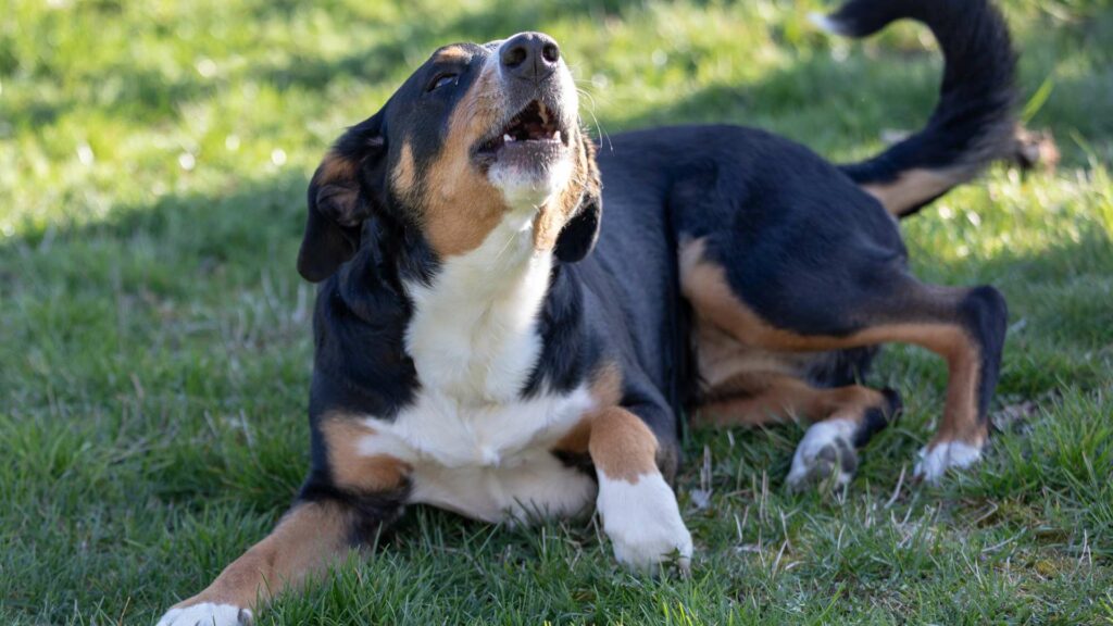 Les aboiements d'un chien