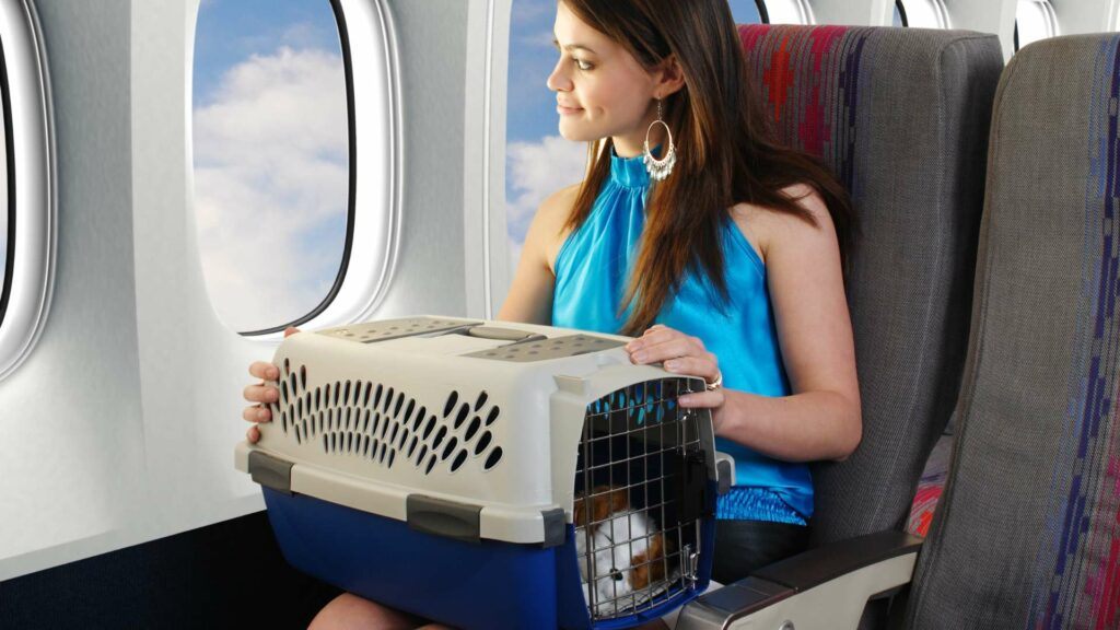 Un animal de compagnie dans un avion