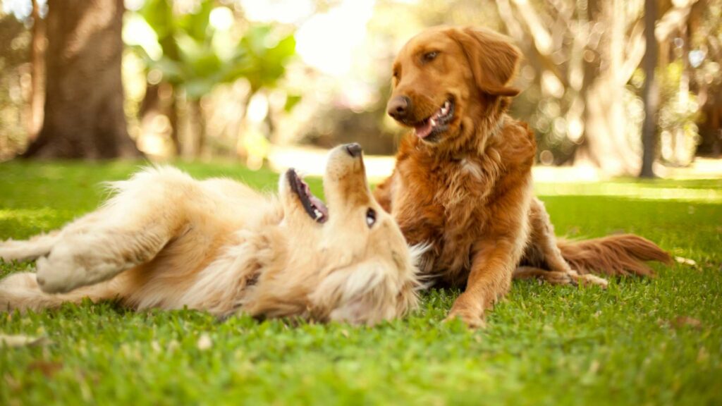 Le compagnon d'un chien