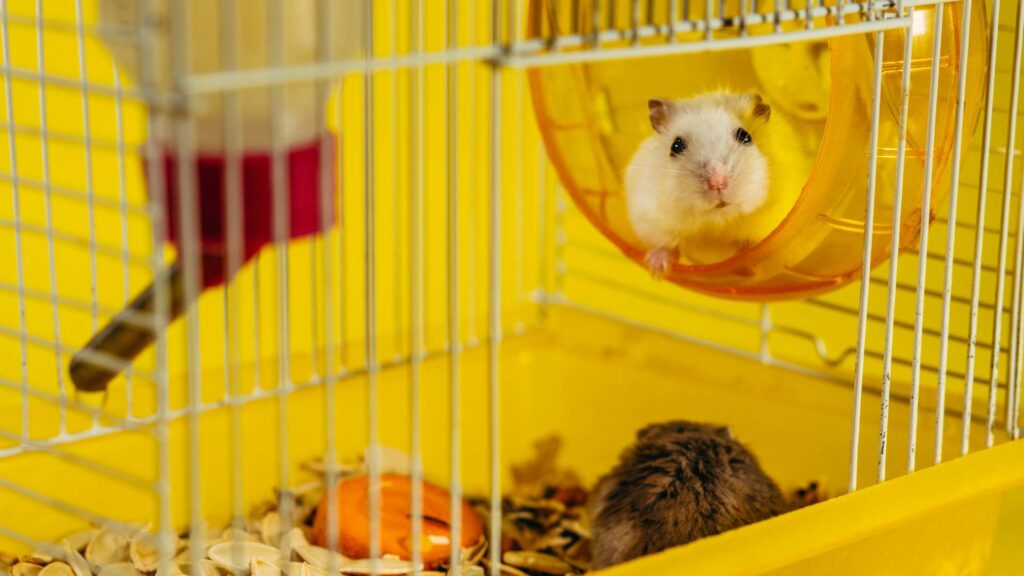 Une cage à hamster