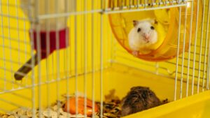 Une cage à hamster