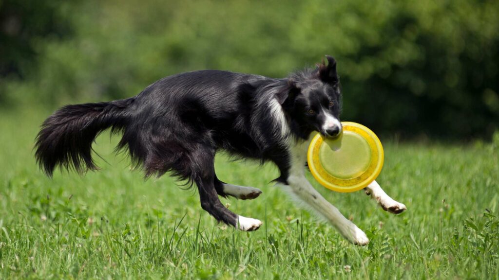 Un frisbee pour chien 