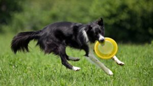 Un frisbee pour chien