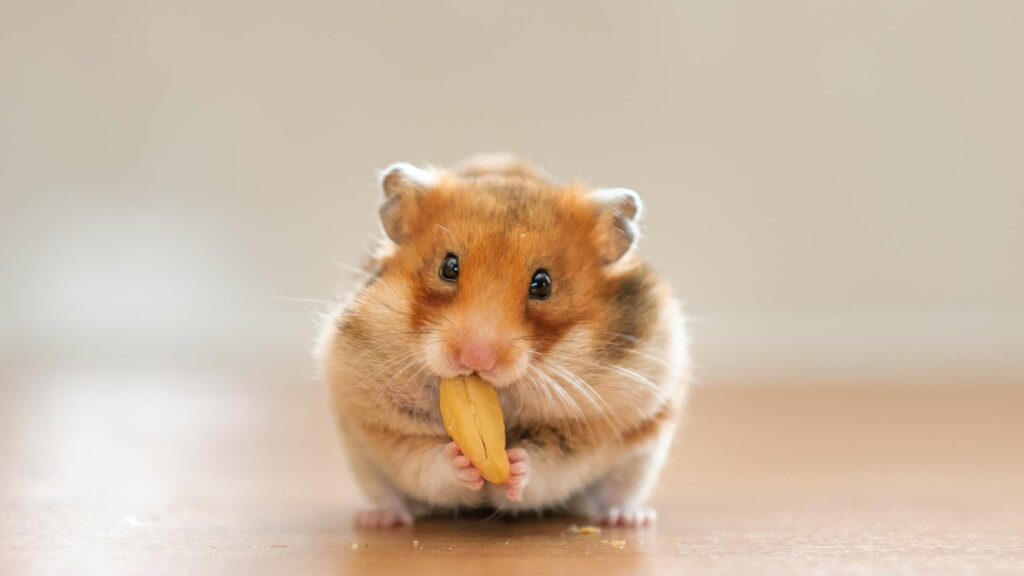 Un hamster