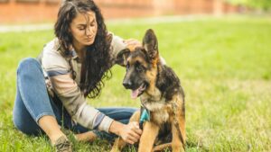 Le brossage d'un chien