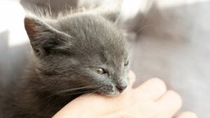 Un chat agressif